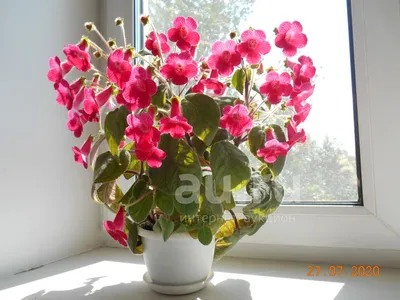 Колерия — купить в Красноярске. Горшечные растения и комнатные цветы на  интернет-аукционе Au.ru