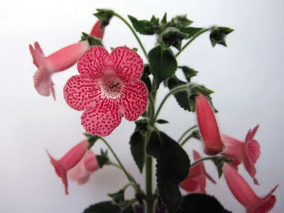 Kohleria аmabilis hybrid - Форум цветоводов Фрау Флора