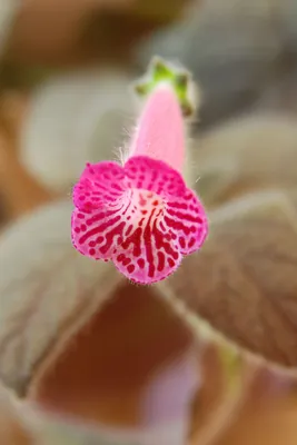 Калерия цветок (40 фото) - 40 фото