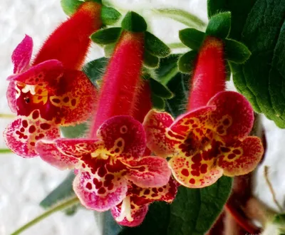 Колерия пушистоцветковая | Секреты выращивания комнатных растений |  Растения, Комнатные цветы, Цвета дома