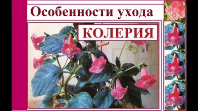 ᐈ продается колерия цветущее комнатное растение ᐈ Киев 50 ГРН - OBYAVA.ua™  №19387395