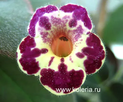 Ботаничка - Колерия приятная (Kohleria amabilis) — редкое... | Facebook