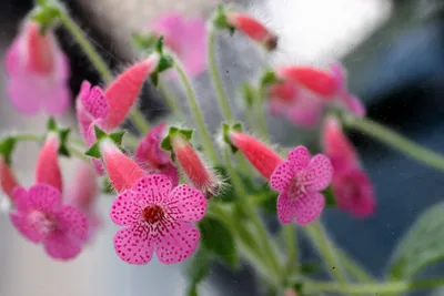 Колерия - — купить в Красноярске. Горшечные растения и комнатные цветы на  интернет-аукционе Au.ru