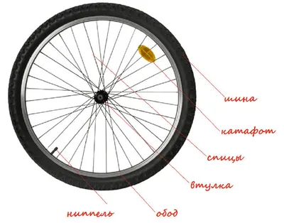 Как правильно выбрать диаметр колеса велосипеда для взрослого человека.  Ориентируемся на рост и размер