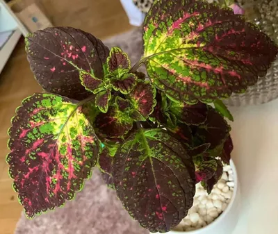 Coleus ”Avatar” | Plant leaves, Plants, Garden