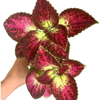 Avatar | Mlis Coleus