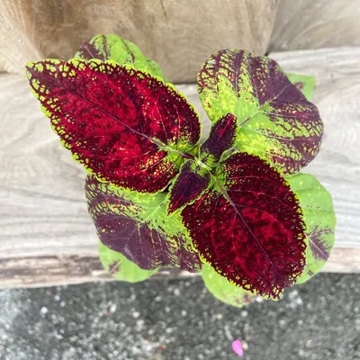 Coleus blumei 'Avatar' (Palettblad 'Avatar') – Blomsterfamiljen