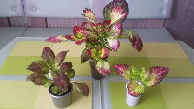 Avatar, Dipt in wine, Japanese Giant Coleus/ Mayana special caretips. -  YouTube