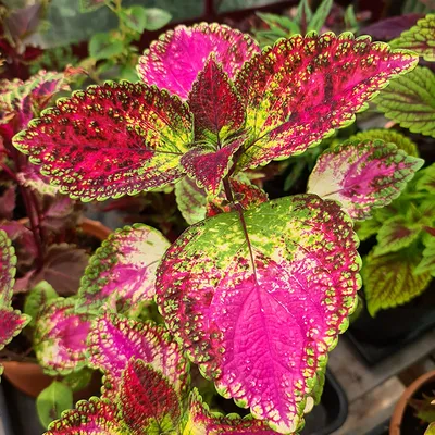 Palettblad Coleus - \"Avatar” | Blommor, Inomhusväxt, Växter