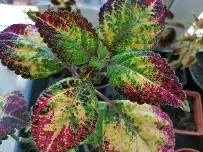 Coleus \"Avatar\" | Potted plants patio, Planting succulents, Flower garden