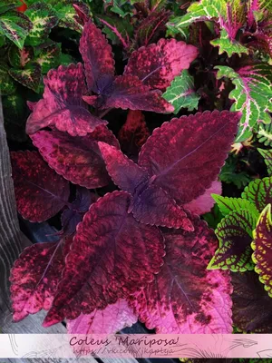Gorgeous leaves on coleus plant. With all of the colour and variety of  coleus plants 7439801 Stock Photo at Vecteezy