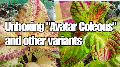 Avatar | Jardim de suculentas, Suculentas, Jardinagem