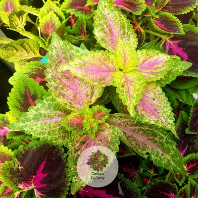 Unboxing Avatar Coleus Potted and various Mayana cuttings with ALDAN -  YouTube