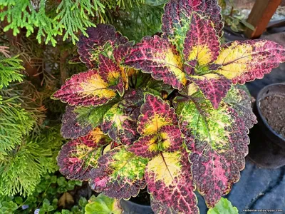 Coleus propagation: how to get more plants | Gardeningetc