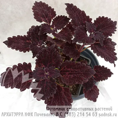 колеус Черный Дракон / coleus Black Dragon — АрхиТэрра