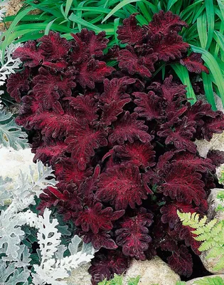 Колеус Черный дракон 10 шт Gl Seeds - купить по лучшей цене в  Днепропетровской области от компании \"Agroretail.com.ua\" - 544599086