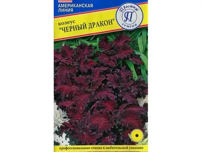 Колеус «Чёрный дракон» F1 по цене 25 ₽/шт. купить в Москве в  интернет-магазине Леруа Мерлен