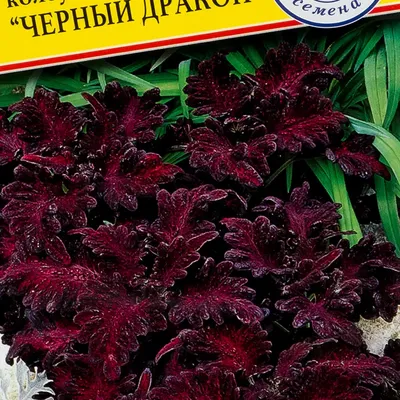 Колеус Черный дракон, GL SEEDS купить в Украине - цена, фото, отзывы |  Agrolife