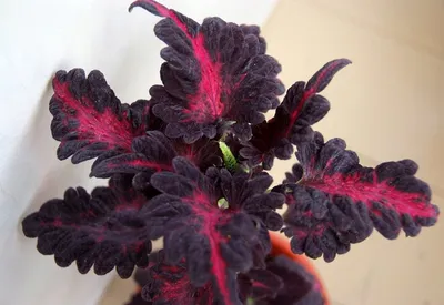Семена цветов Колеус \"Черный дракон\" F1, О, 10 шт (2743693) - Купить по  цене от 40.20 руб. | Интернет магазин SIMA-LAND.RU