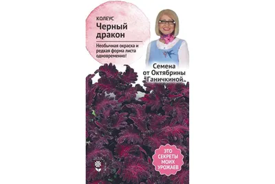 Колеус «Черный дракон» (контейнер Ø 7 см,h 10 см)1 саженец в упаковке –  фото, отзывы, характеристики в интернет-магазине ROZETKA от продавца: BIA |  Купить в Украине: Киеве, Харькове, Днепре, Одессе, Запорожье, Львове