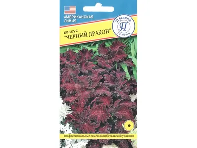 Колеус Черный дракон – купить в Москве, цена 500 руб., продано 9 июня 2021  – Растения и семена