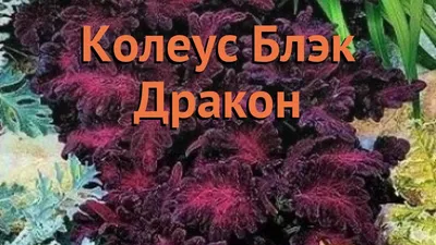 Купить семена Колеус Черный дракон в Минске и почтой по Беларуси