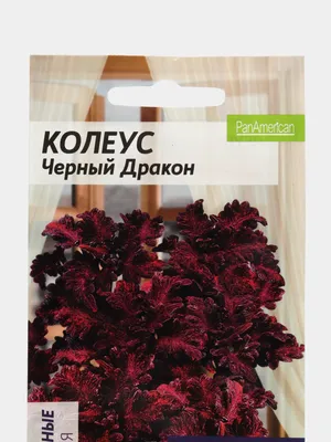 От Черного дракона до Кораллового восхода: топ-5 удивительного колеуса |  Семена Алтая. Дачные советы от Виктории Карелиной | Дзен