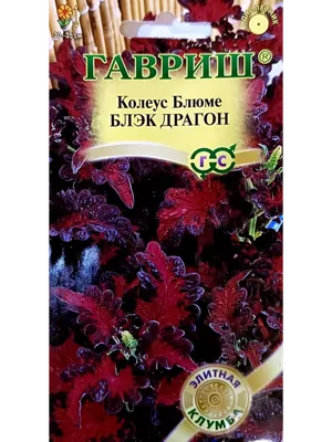 Колеус Черный Дракон (семена,цветы) купить по цене 92 ₽ в интернет-магазине  KazanExpress
