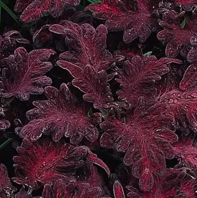 Неприхотливые цветы для сада: удивительно привлекательный колеус «Чёрный  дракон» | Блог садовода | Дзен