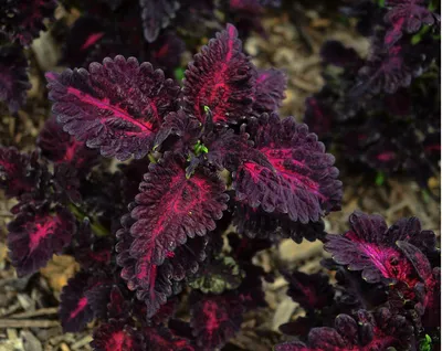 колеус Черная Красавица / coleus Black Beauty — АрхиТэрра