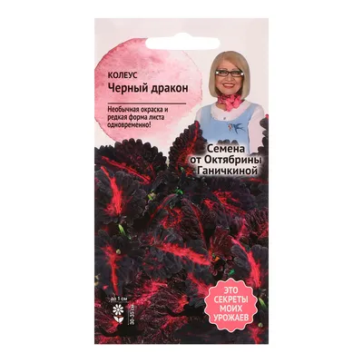 Купить Колеус Блюме Блэк Драгон | Black Dragon Coleus (70 семян) • Гавриш  (Россия) • Колеус Блюме Визард Корал Санрайз | Wizard Coral Sunrise Coleus.  Декоративное растение с розово - светло-зеленым листьями •