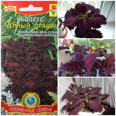 Купить семена цветов Колеус почтой в Беларуси в интернет-магазине, каталог  семян с ценами