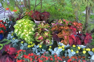 Колеус Черный дракон 10 шт, семена многолетних цветов для сада дачи и дома,  | AliExpress