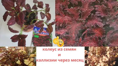 Колеус Черный дракон купить семена колеуса GL Seeds