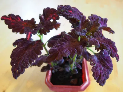 Колеус Блюме Черный Дракон (Plectranthus Black Dragon) - Живая планета