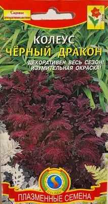 Семена Колеус Черный дракон (Блэк Драгон), Мнг - купить по выгодной цене |  Урожайка