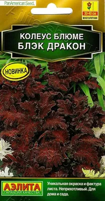 Шикарный куст экзотичного растения- Колеус Чёрный Дракон-300 руб. Можно на  срез-50 руб.- отросток. Декоративная бархатистая.. | ВКонтакте