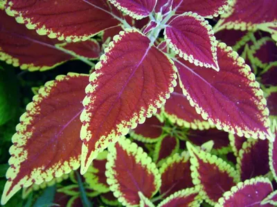 Колеус - 82 фото самых ярких и красивых декоративных растений
