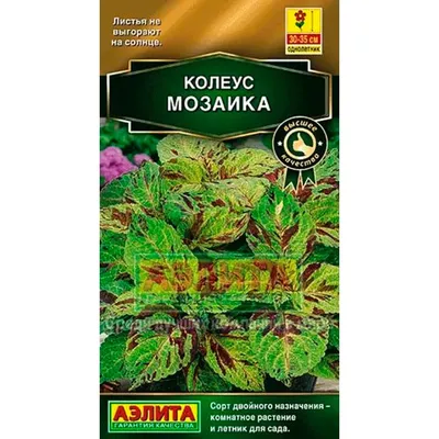 Купить Колеус блюме Мозаика недорого по цене 45руб.|Garden-zoo.ru