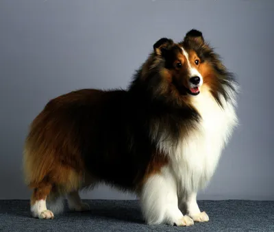 Ревнощі у собак: причини, ознаки та як з цим боротися | Royal Canin UA