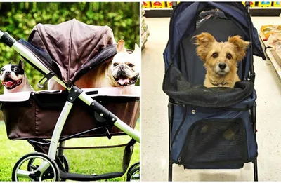 Инвалидные коляски для собак. Как подобрать? | Все о груминге и не только |  Дзен