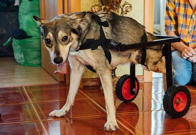 Качество жизни животных-инвалидов зависит от участия Человека - коляска для  собак, коляски для собак инвалидов, прогулочные коляски для собак,  инвалидная коляска для собак купить, коляска для собак интернет магазин -  Благотворительный портал