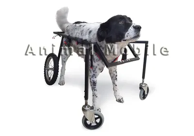 Ibiyaya коляска для собак и кошек до 28 кг, Monarch Premium Pet Jogger –  Luxury Gold