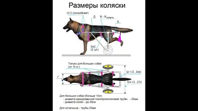 Сделай сам инвалидную коляску для собаки, кошки - YouTube