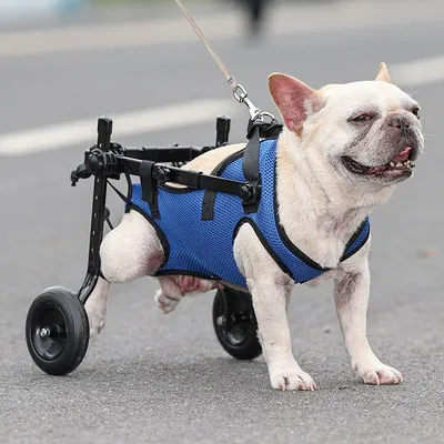 Тележка для инвалидной коляски для собак, реабилитационная тележка для  помощи при ходьбе - купить с доставкой по выгодным ценам в  интернет-магазине OZON (1271189898)