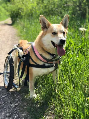 Второй шанс на жизнь: украинская компания делает инвалидные коляски для  травмированных животных • Портал АНТИКОР