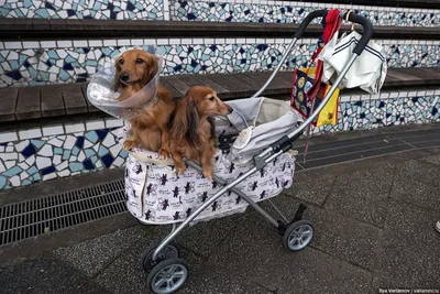 Собачьи страсти в Японии: коляски, наряды и магазины для пёсиков — Teletype