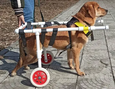 принадлежности для домашних животных и роскошные дорожные 4-колесные  складные коляски для собак, коляска для маленьких собак, коляска для собак|  Alibaba.com