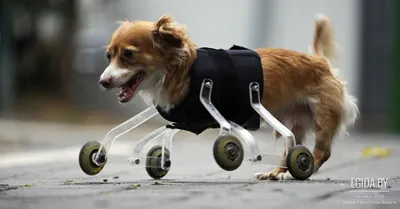 Китай Индивидуальные коляски для домашних собак Поставщики, производители -  Фабрика Прямая оптовая торговля - JIAYIN