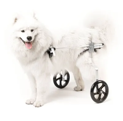 Рейтинг колясок для собак | Все о груминге и не только | Дзен